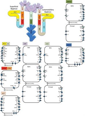 Sex-Specific Computational Models of Kidney Function in Patients With Diabetes